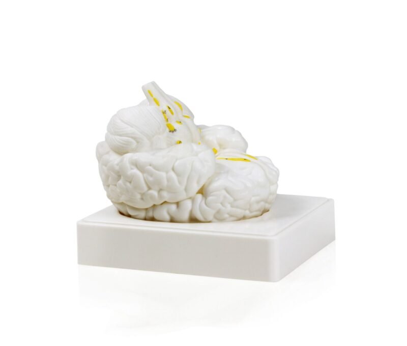 Modelo de Cerebro - Tamaño Natural 3 Partes
