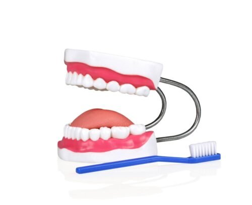 Modelo de Dientes con Cepillo