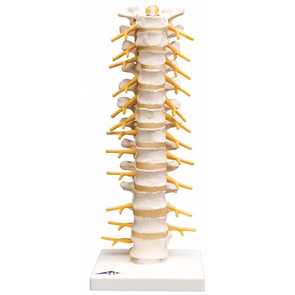 Modelo anatómico de la Columna Vertebral Flexible