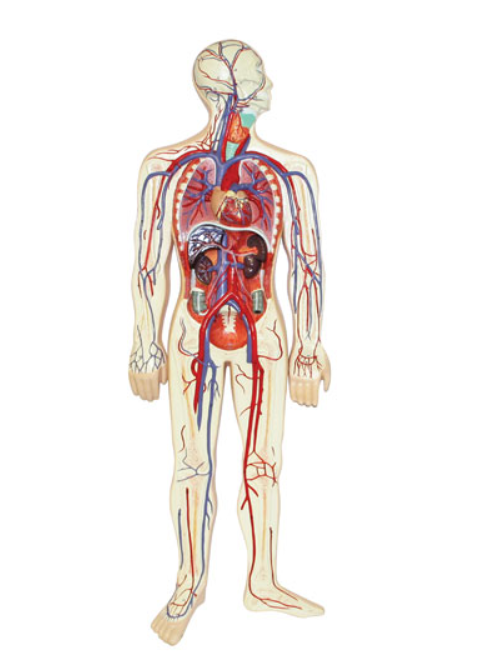 Modelo del sistema circulatorio humano