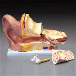 Modelo Anatómico de Oído Gigante