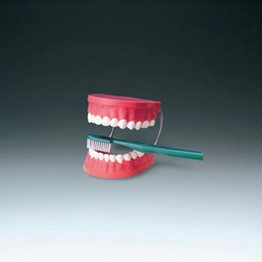 Modelo Anatómico de Cepillado de dientes con cepillo