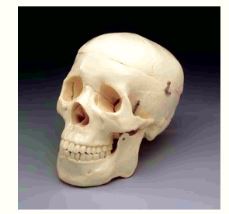 Modelo Anatómico Cráneo de Tamaño Natural