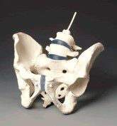Modelo anatómico de Pelvis Masculina