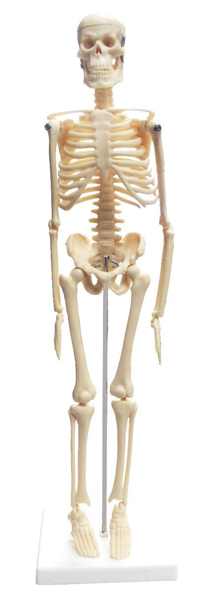 Esqueleto de Escritorio de 17” (43cm)