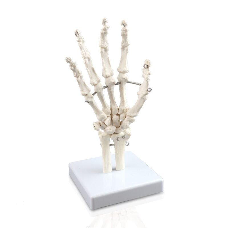 Esqueleto de la Mano