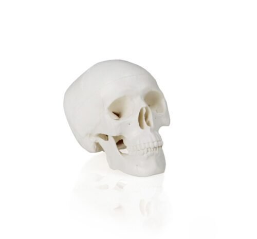 Mini Calavera - 3 Partes