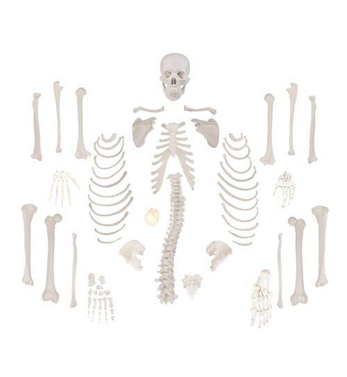 Esqueleto Humano Desarticulado