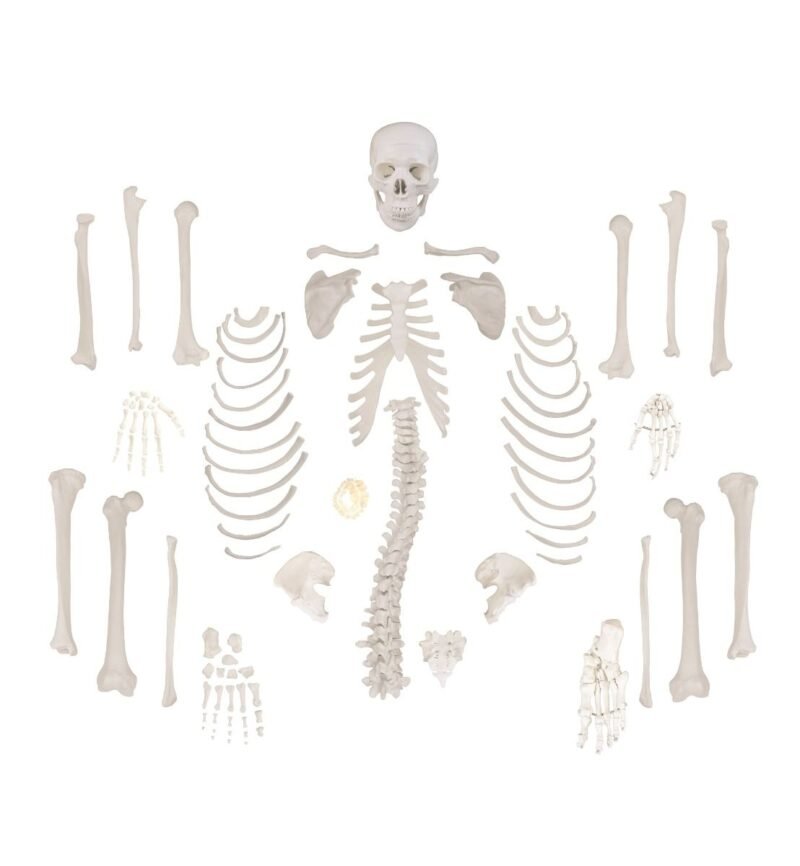 Esqueleto Humano Desarticulado