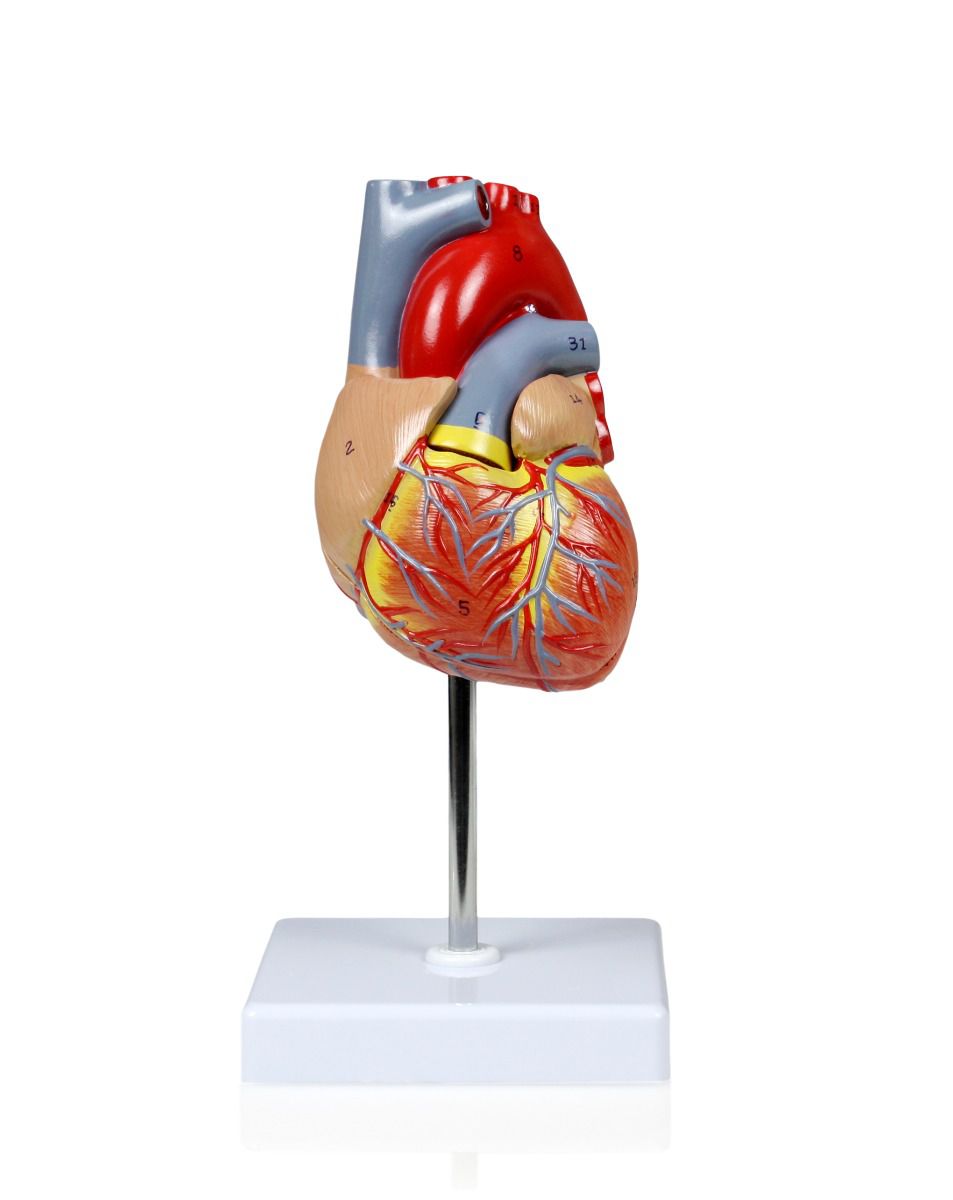 Modelo de Corazón de Tamaño Natural – 2 partes