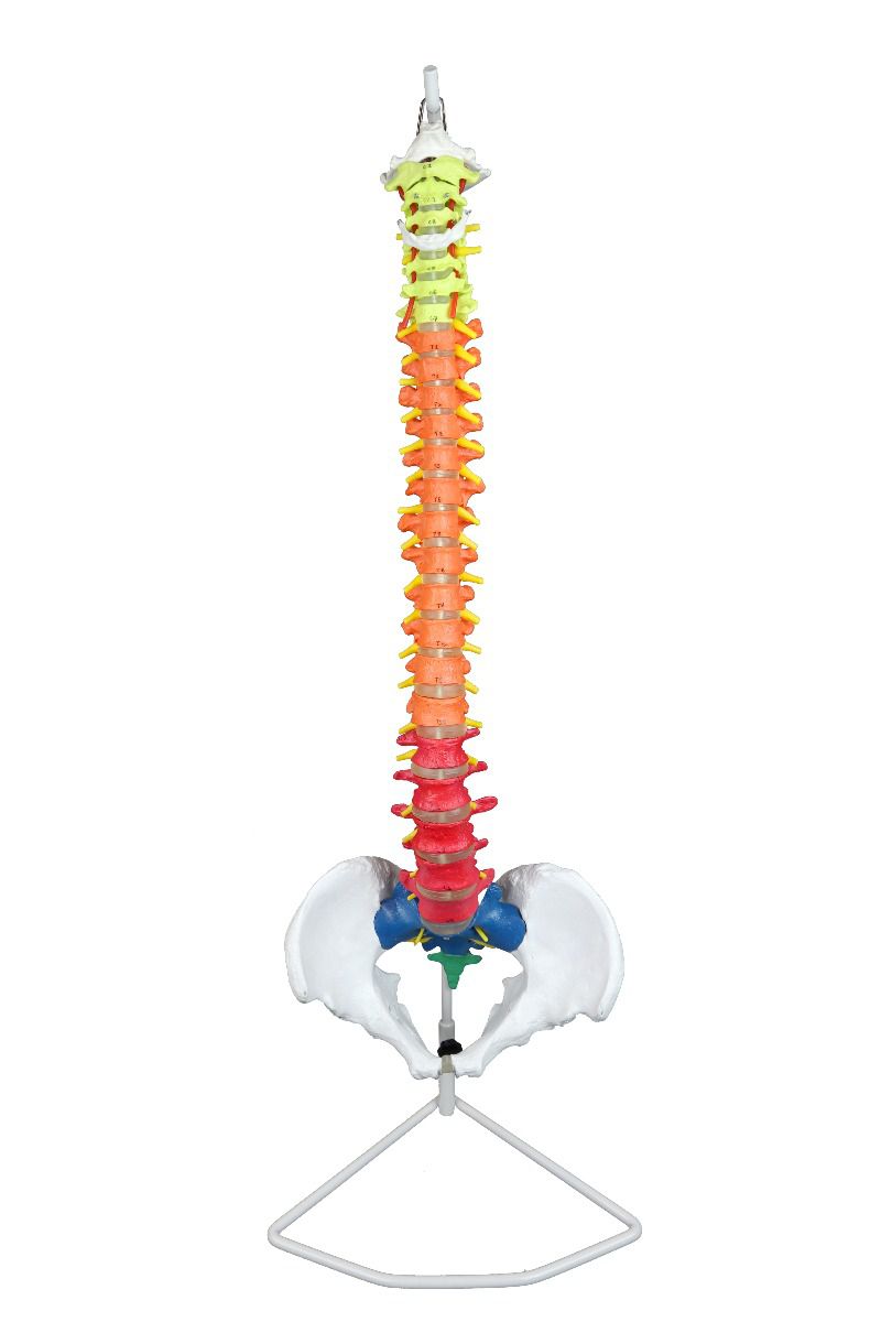 Columna Vertebral Flexible Codificada por colores, de tamaño real