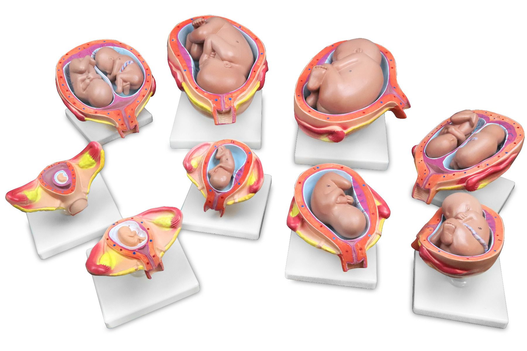 Modelo de desarrollo Fetal – 9 Modelos